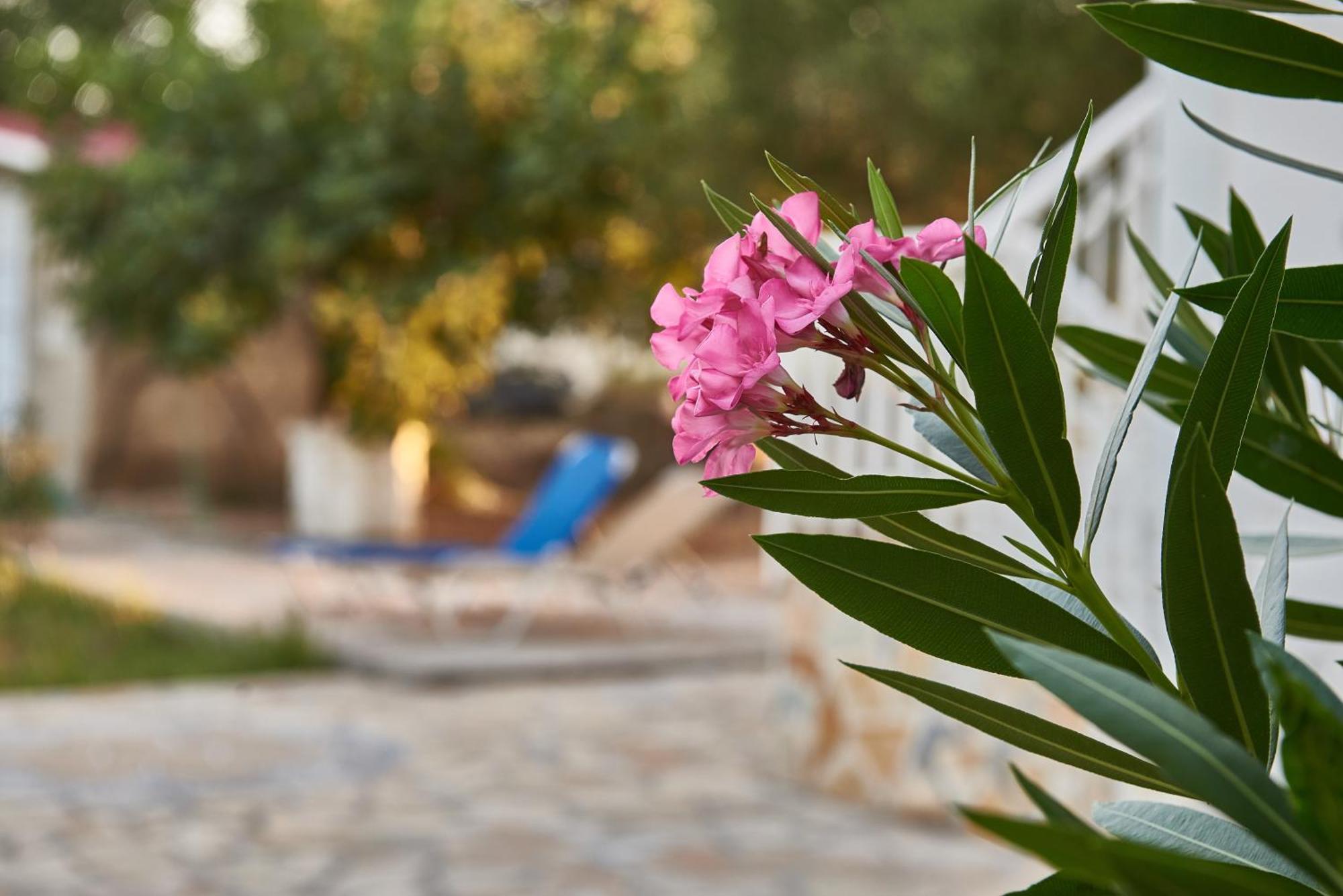 Villa Rania / Zante Drosia Kypseli Ngoại thất bức ảnh