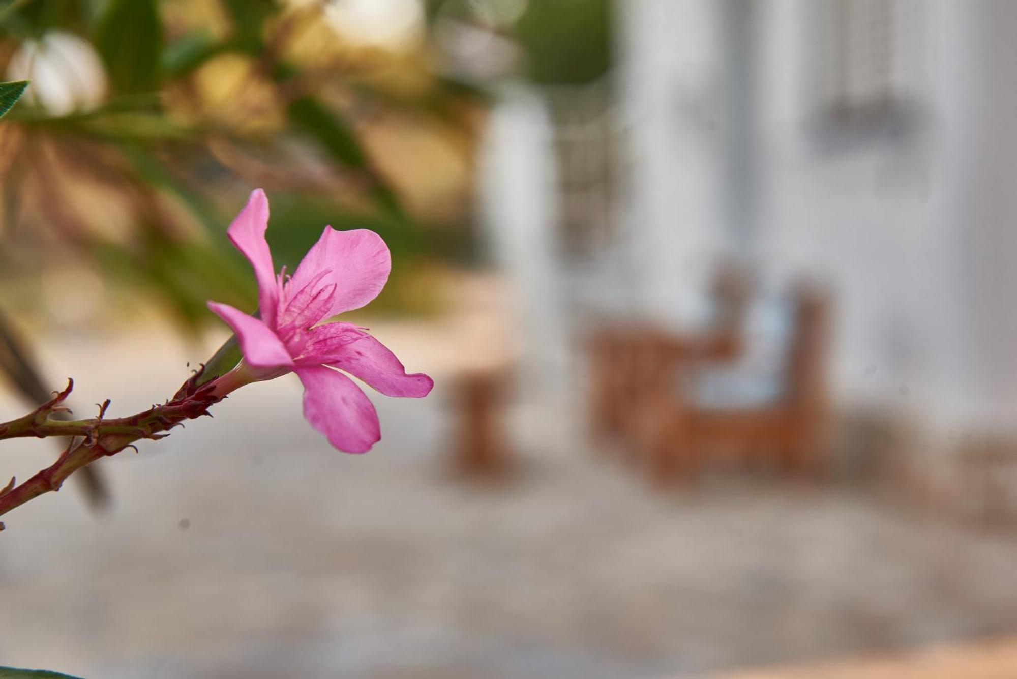 Villa Rania / Zante Drosia Kypseli Ngoại thất bức ảnh