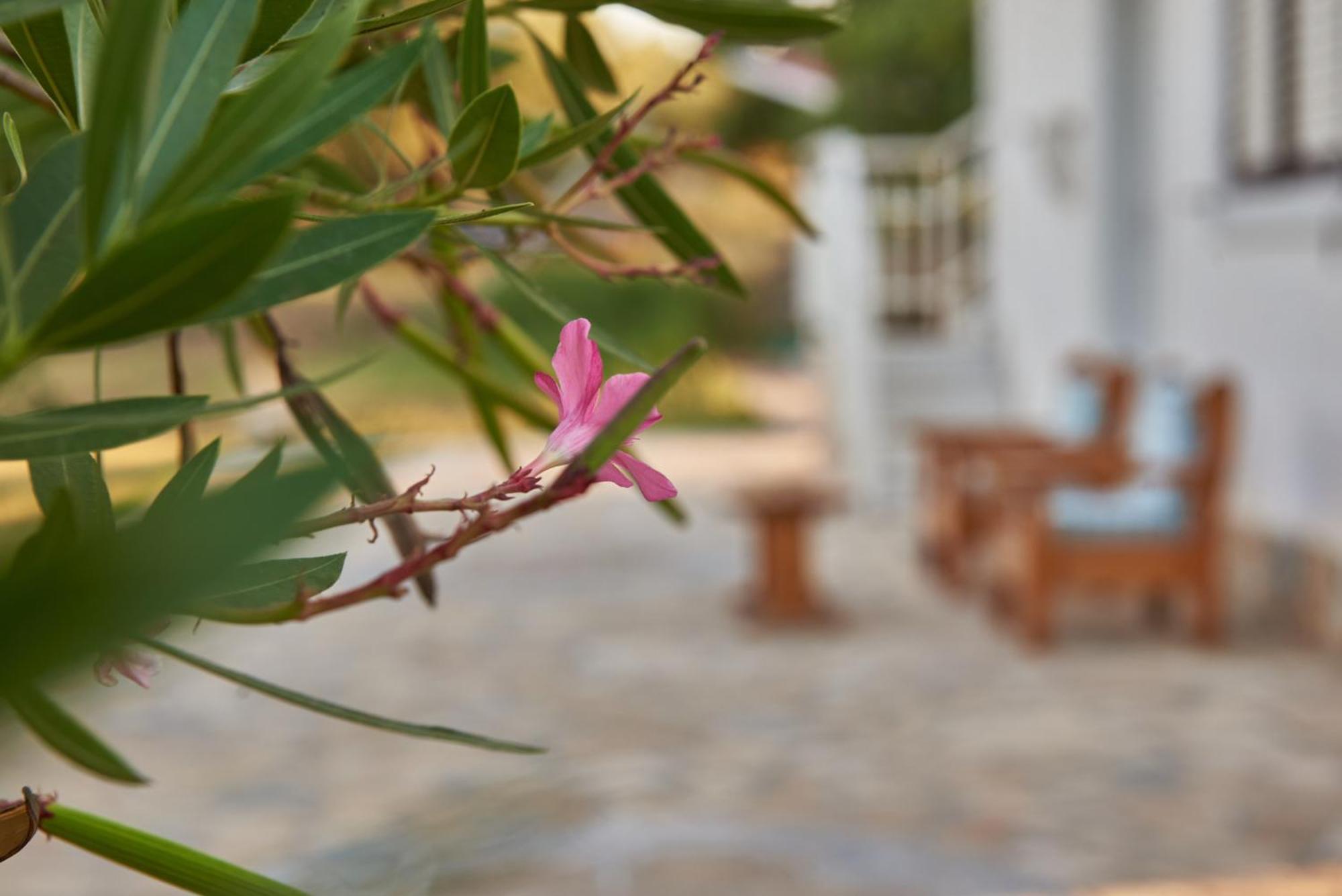 Villa Rania / Zante Drosia Kypseli Ngoại thất bức ảnh